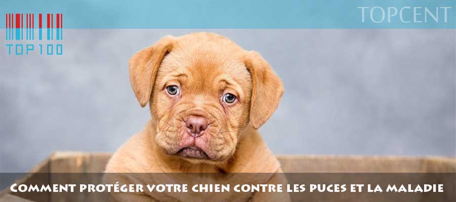 Comment Protéger votre Chien